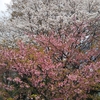 今年も近所の公園の桜に癒される。　散り際のサクラの花と緑の葉のコントラストが綺麗です。