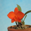 Cattleya coccinea x sib.(aurea x laranja)