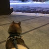 ふかふかの雪で月曜日