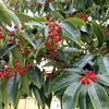 赤い実：ナナミノキ、クロガネモチ、ソヨゴ