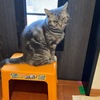 先住ネコのビチョビチョ水下痢は徐々に改善中