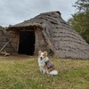 加曽利貝塚縄文公園🐶