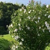 夏空に木槿