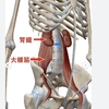 何故腎臓が、身体の中心エンジンなの？