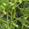 庭で夏野菜 31　【オクラ】