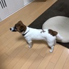 犬の首輪が抜けたらワイルドになる