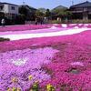 郭沫若記念館の芝桜