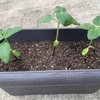 🌻ひまわり成長記録【20日目】