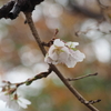 大乗寺丘陵公園「十月桜」