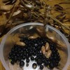 自家採種の黒千石、いんげん、黒大豆の成長記録