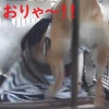最大級の大暴れ、だよ