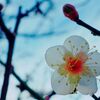京橋　恵み屋　その百四　〜大晦日の年越し蕎麦〜
