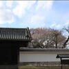 水戸・弘道館の左近の桜