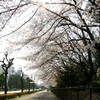 　国立リハビリテーションセンター脇の桜並木