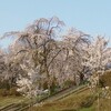 ２０１０年　福島江の桜