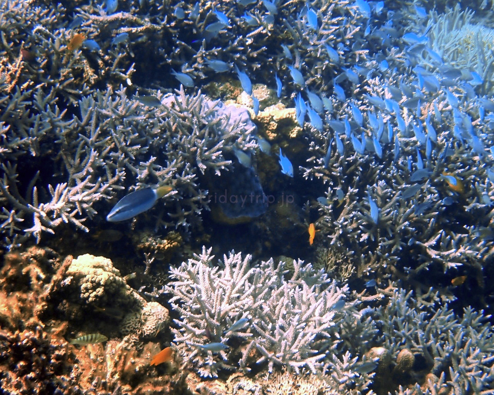 ケラマ諸島の無人島・安室島でシュノーケリング。行き方や持ち物、見られるお魚など