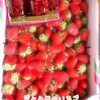 今日は苺ざんまい