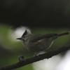 カンムリチメドリ(Taiwan Yuhina)とカヤノボリ(Collared Finchbill)