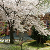 智積院の桜