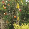 秋の木の花と恒例の・・・