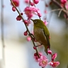 年々歳々ウメジロ相似たり