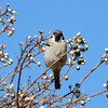 野鳥観察会