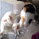 ノラ達の最期の言葉