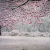 春の雪(10首歌)