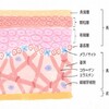 メンズケア：【化粧水は殆ど水！】つける意味があるのか～2回目～