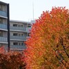 2024年12月3日（火）　初冬の “ 赤 ” が眩しい。