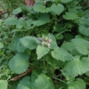 Lamium purpureum　ヒメオドリコソウ