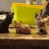 ギャラリーソラノハコ「猫とその仲間たち」
