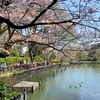 桜を見に 洗足池、多摩川台公園を回遊