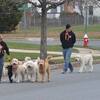 How To Have The Best Puppy Training in Marlton 