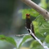 ルビートパーズハチドリ(Ruby-topaz Hummingbird)