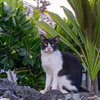 八重山諸島のねこさん