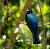 ベリーズ　数の多い Black-headed Trogon （ブラックヘディッド　トロゴン） 