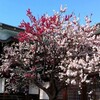 神社に八重桜