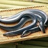 うなぎ供養