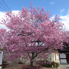 出町柳のオカメザクラ♪　-京都桜散歩2016-