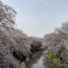 つくし野駅～町田・恩田川桜散歩