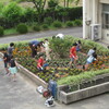 東海商業高校出前授業がありました　学校花壇に苗を植えました