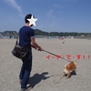 柴犬チャー、由比ガ浜に行ってみた！！
