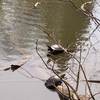 at Turtle Pond