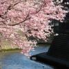 大岡川桜並木（１）　護岸とのコントラスト