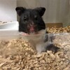 くろごまあん540日目