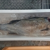 釣り魚到着！