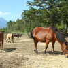 開田高原そば祭りに参戦！！　そして約160頭しか存在しない日本在来種「木曽馬」に出会う！！