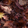 モミジ：紅葉　散紅葉