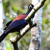 ２０２３年４月、奄美大島にて野鳥観察。（アルパインツアーサービスが企画した二泊三日の野鳥観察ツアーに参加）その２。